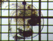 fig.02 �]�E�~�W���R