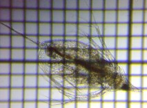 fig.03 �J�u�g�~�W���R�i�듪�j