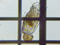 fig.06 �R�V�{�\�J���m�R�E�����V