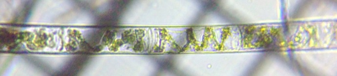 fig.09 �A�I�~�h�����i�Α��j