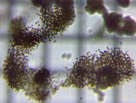 fig.03 �~�N���L�X�e�B�X