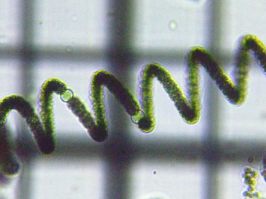 fig.07 �A�i�x�i