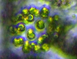 fig.08 �R�G���X�t�@�G���E��