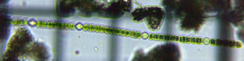 fig.09 �A�i�x�i