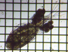 fig.01 �P���~�W���R��