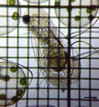 fig.05 �I�I�A�^�}�~�W���R