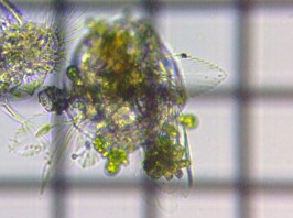 fig.06 �q���n�l�E�f�����V