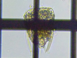 fig.07 �n�l�E�f�����V�̈��