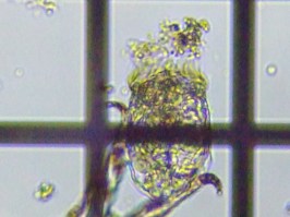 fig.10 �R�K�^�c�{�����V