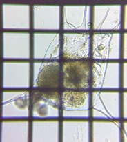 fig.11 �c�{�����V