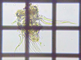 fig.12 �~�W���R�����V