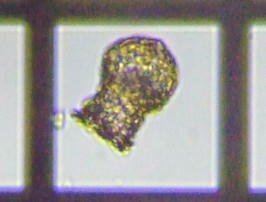 fig.13 �f�B�t���M�A��