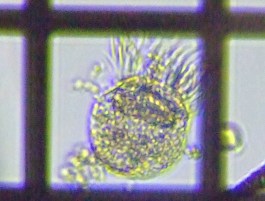 fig.15 ���іڃn���e���A��