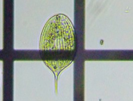 fig.18 �t�@�[�N�X��