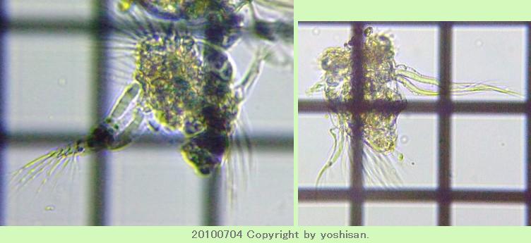 fig.01 �Y�փP�r�̃~�W���R�����V
Hexarthra mira