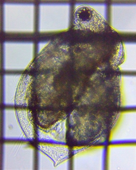 fig.01 �Y�փP�r�̃q���l�R�[�~�W���R
Ceriodaphnia pulchella