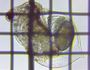 fig.03 �q���l�R�[�~�W���R�i��R�́j
Ceriodaphnia pulchella