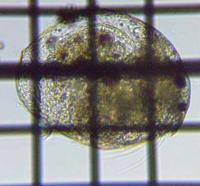 fig.01 �}���~�W���R�i��P�́j
Chydorus Sphaericus