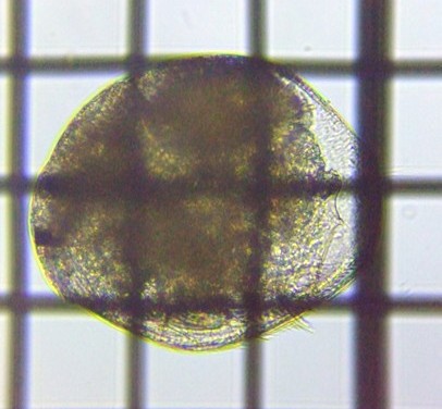 fig.02 �}���~�W���R�i��Q�́j
Chydorus Sphaericus