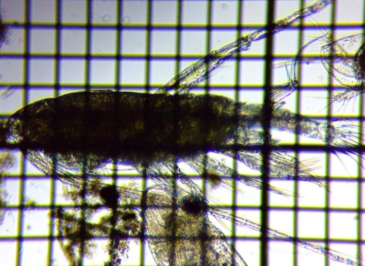 fig.01 ���}�g�q�Q�i�K�P���~�W���R