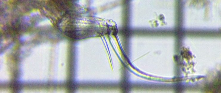 fig.02 ����T���r