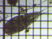 fig.01 �P���~�W���R��