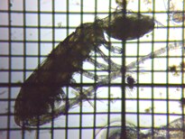 fig.02 ���}�g�q�Q�i�K�P���~�W���R