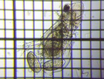 fig.03 �I�I�A�^�}�~�W���R