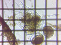 fig.04 �c�{�����V