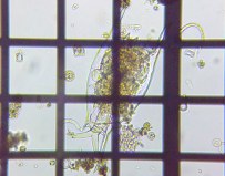 fig.05 �c�m�����V