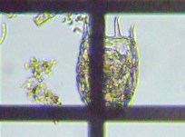 fig.06 �J���m�R�E�����V�i�ψٌ^�j