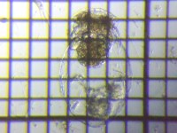 fig.07 �t�N�������V