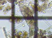 fig.09 �l�Y�~�����V