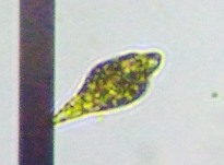 fig.12 ���[�O���i��