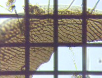 fig.14 �s�ځi�ٕ��j