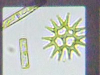 fig.15 �N���V���E���i�Α��j