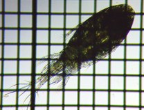 fig.01 �P���~�W���R��