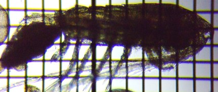 fig.02 ���}�g�q�Q�i�K�P���~�W���R