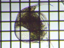 fig.03 �]�E�~�W���R