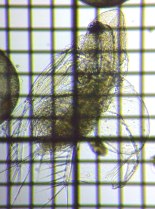 fig.04 �I�I�A�^�}�~�W���R