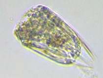 fig.05 �n�l�E�f�����V