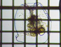 fig.06 �t�N�������V