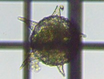 fig.08 �f�B�t���M�A��