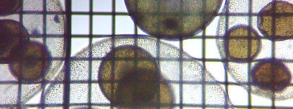 fig.09 �{���{�b�N�X��