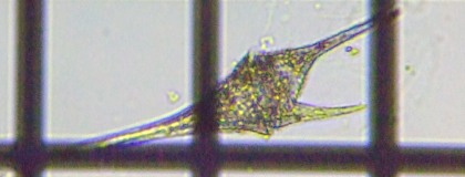 fig.10 �c�m�I�r���V