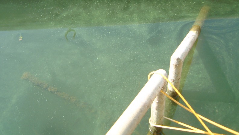 fig.01 ��t���T�R�΂̃A�I�R����
�i�����ڃA�I�R�w�W ���x���R�`�S�j