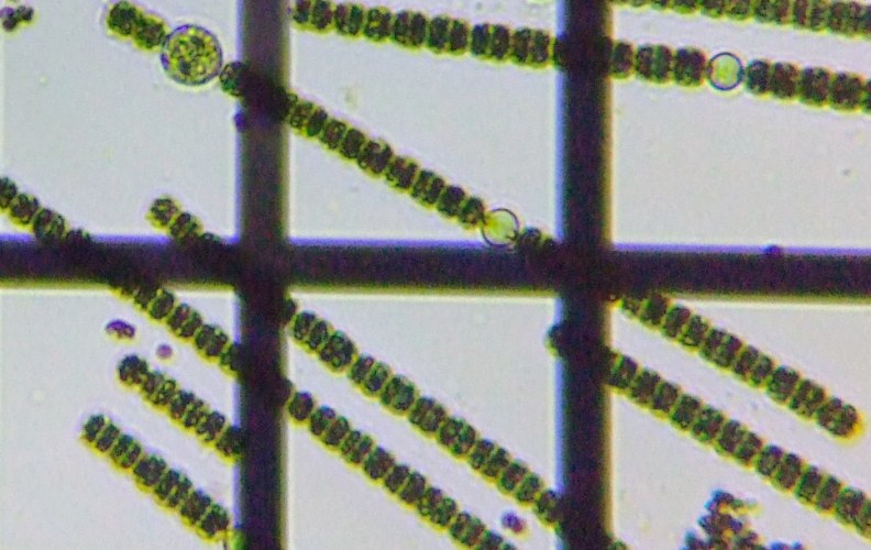 fig.02 �A�i�x�i