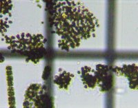 fig.03 �~�N���L�X�e�B�X