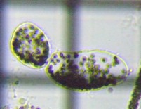 fig.04 �~�N���L�X�e�B�X