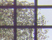 fig.05 �~�N���L�X�e�B�X